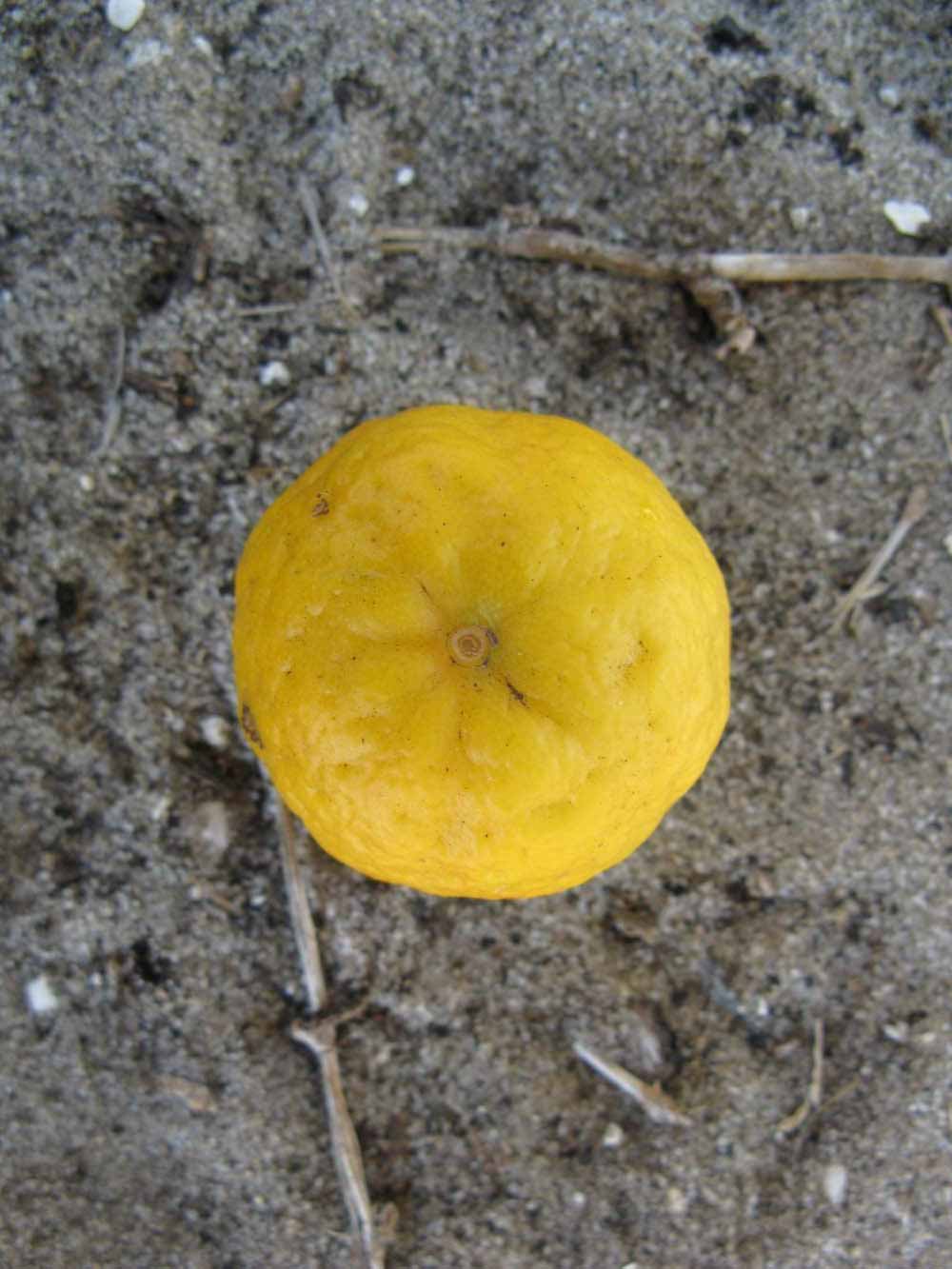              Fruit (Winter Haven, FL)       